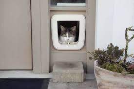 In Wall Cat Door