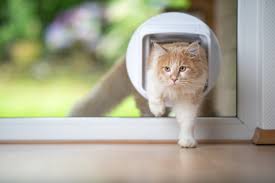 In Glass Cat Flap