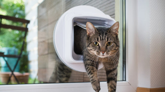 White Cat Door